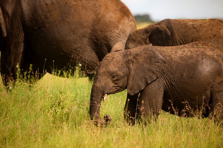 Elephant and calf grazing in the Serengeti