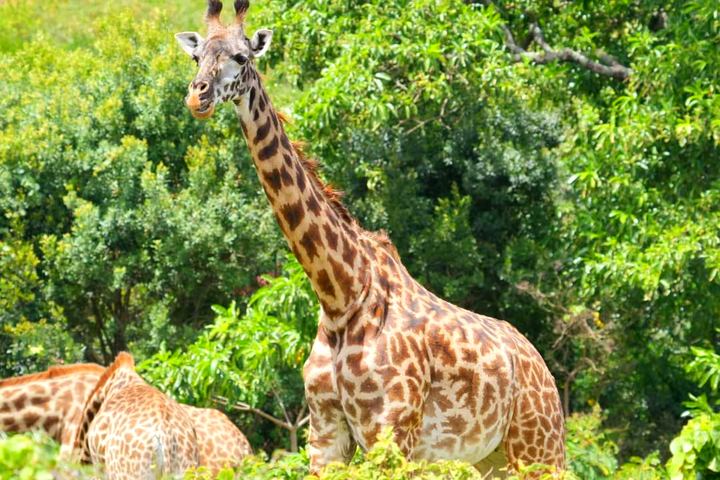 Giraffe among acacia trees in Tanzania