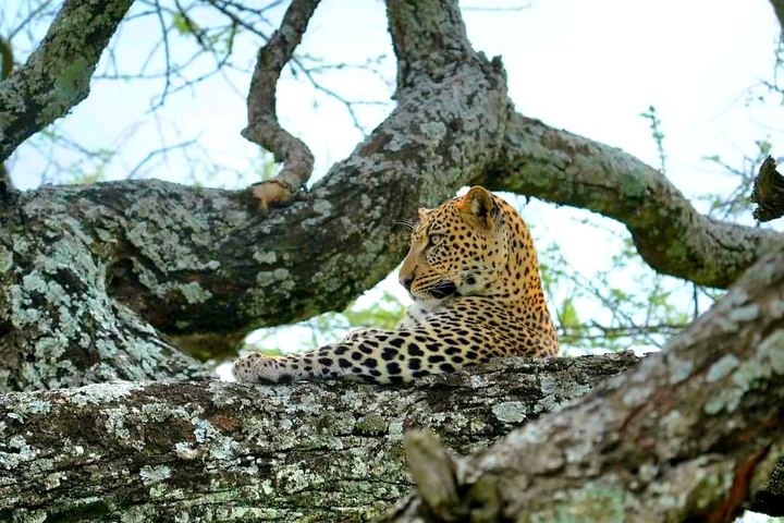 Leopard resting in a tree in Tanzania
