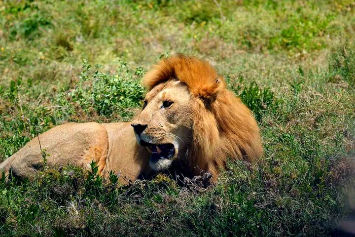 Lion resting in the grass on a Nkollo Tours safari