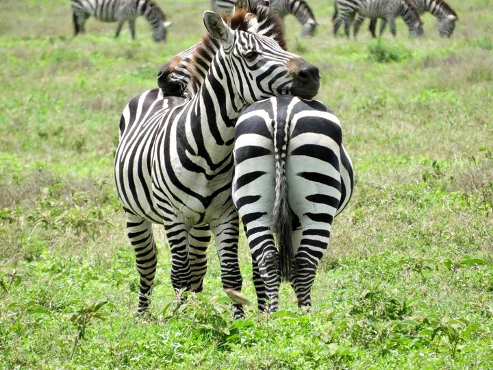 Pair of zebras on the Tanzanian savanna